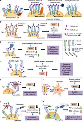 Siglecs Modulate Activities of Immune Cells Through Positive and Negative Regulation of ROS Generation